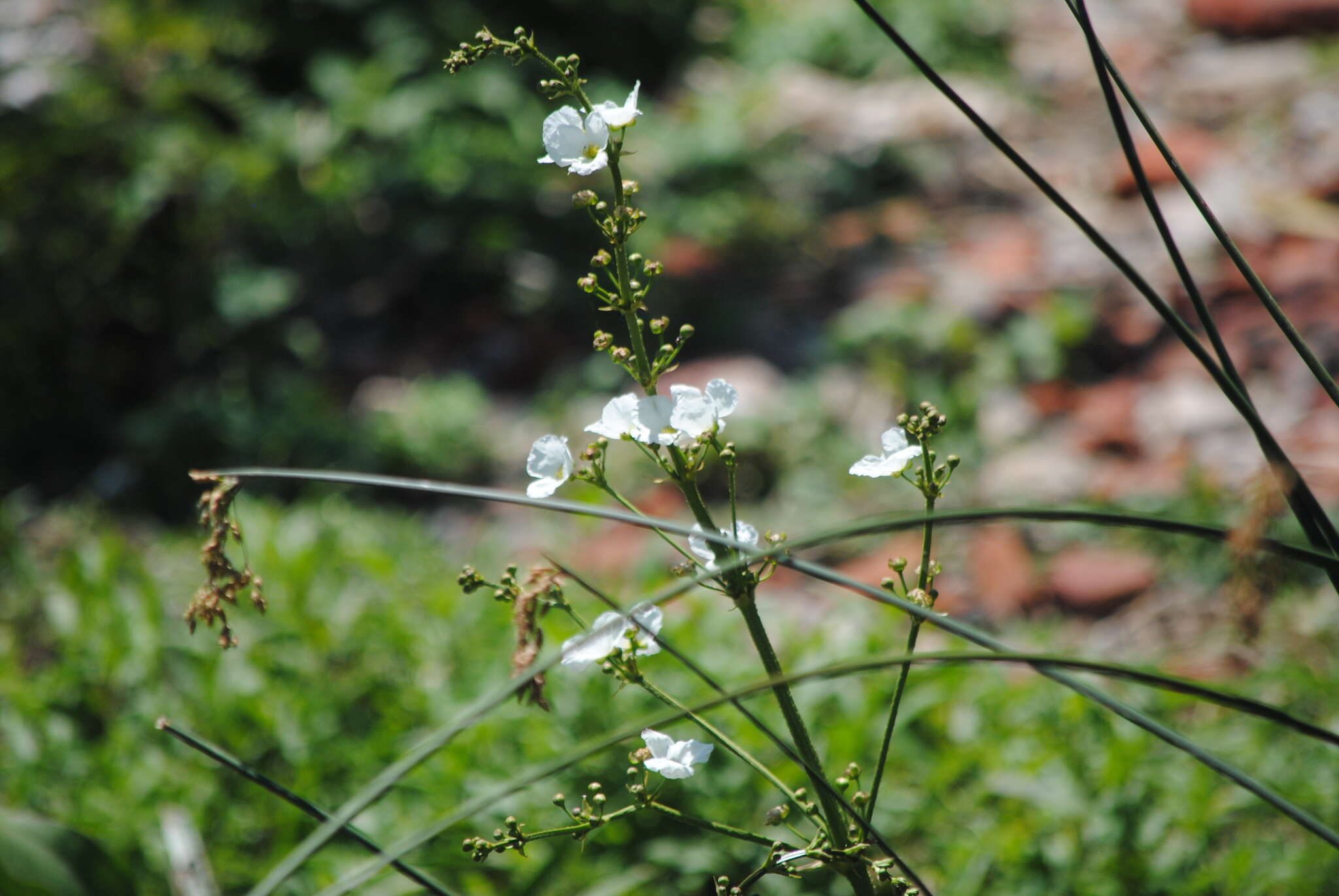 Слика од Echinodorus grandiflorus (Cham. & Schltdl.) Micheli