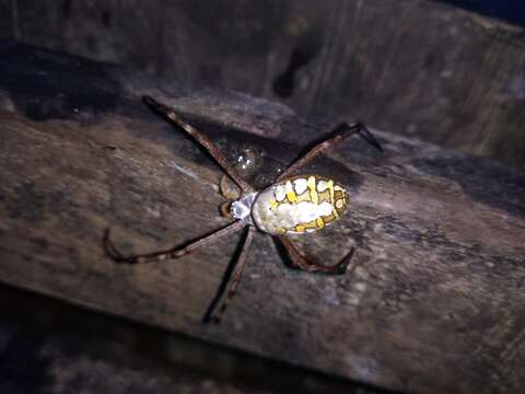 Image of Argiope catenulata (Doleschall 1859)