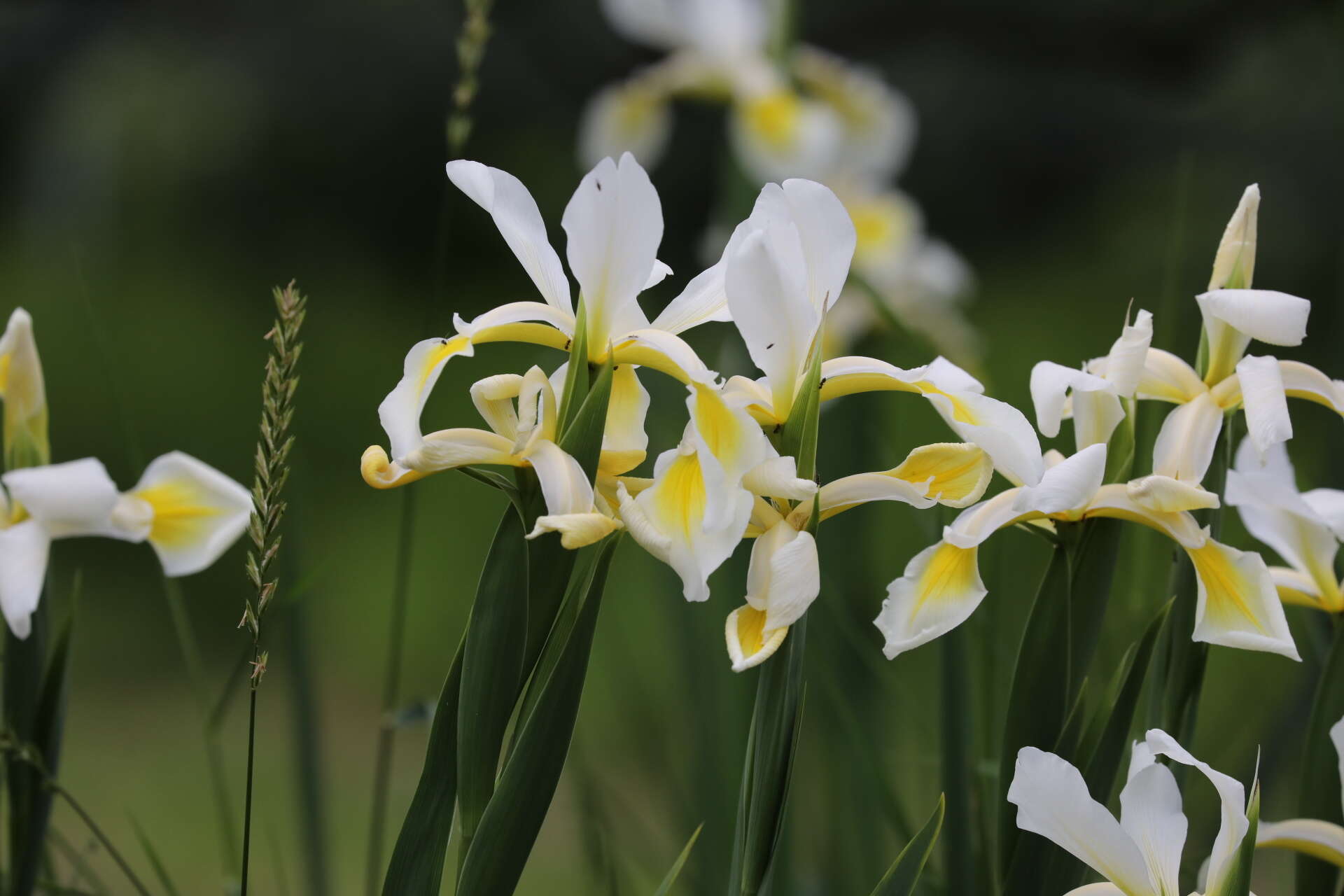 Image de Iris orientalis Mill.