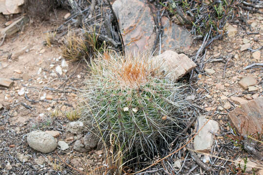 Image of Parodia maassii (Heese) A. Berger