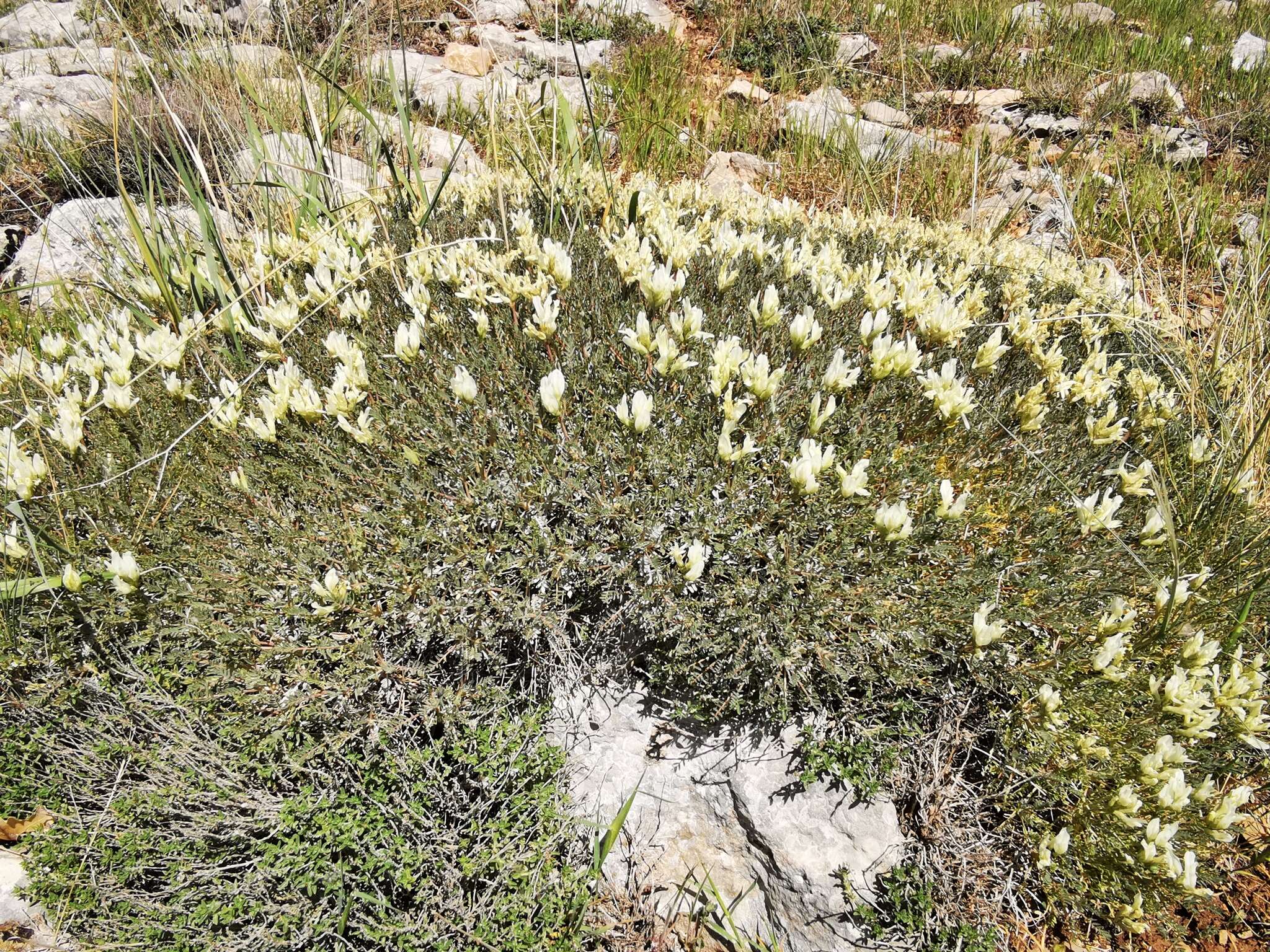 Image of Astragalus angustifolius Lam.