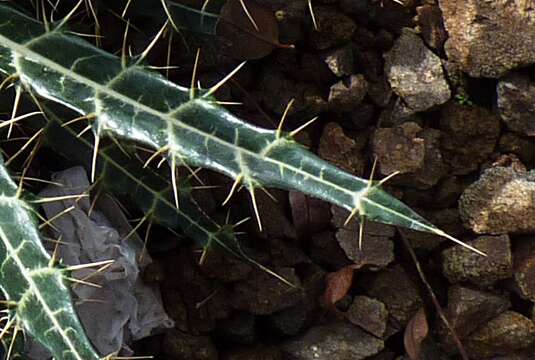 Sivun Ptilostemon dyricola (Maire) Greuter kuva