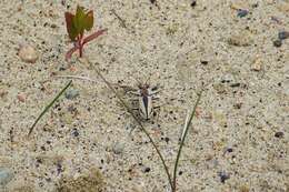 Image de Cicindela (Cicindela) limbata Say 1823