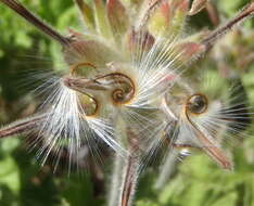 Image of rose scented geranium