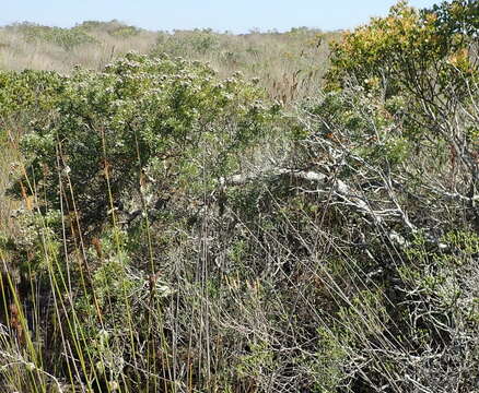 Plancia ëd Leucadendron galpinii Phillips & Hutchinson