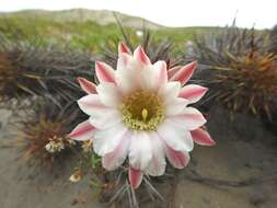 Image of Haageocereus decumbens (Vaupel) Backeb.