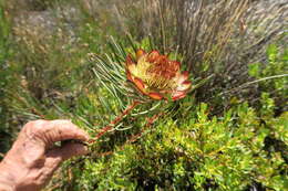 Plancia ëd Protea acuminata Sims