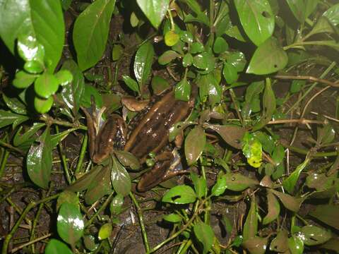 Image of Galam white-lipped frog