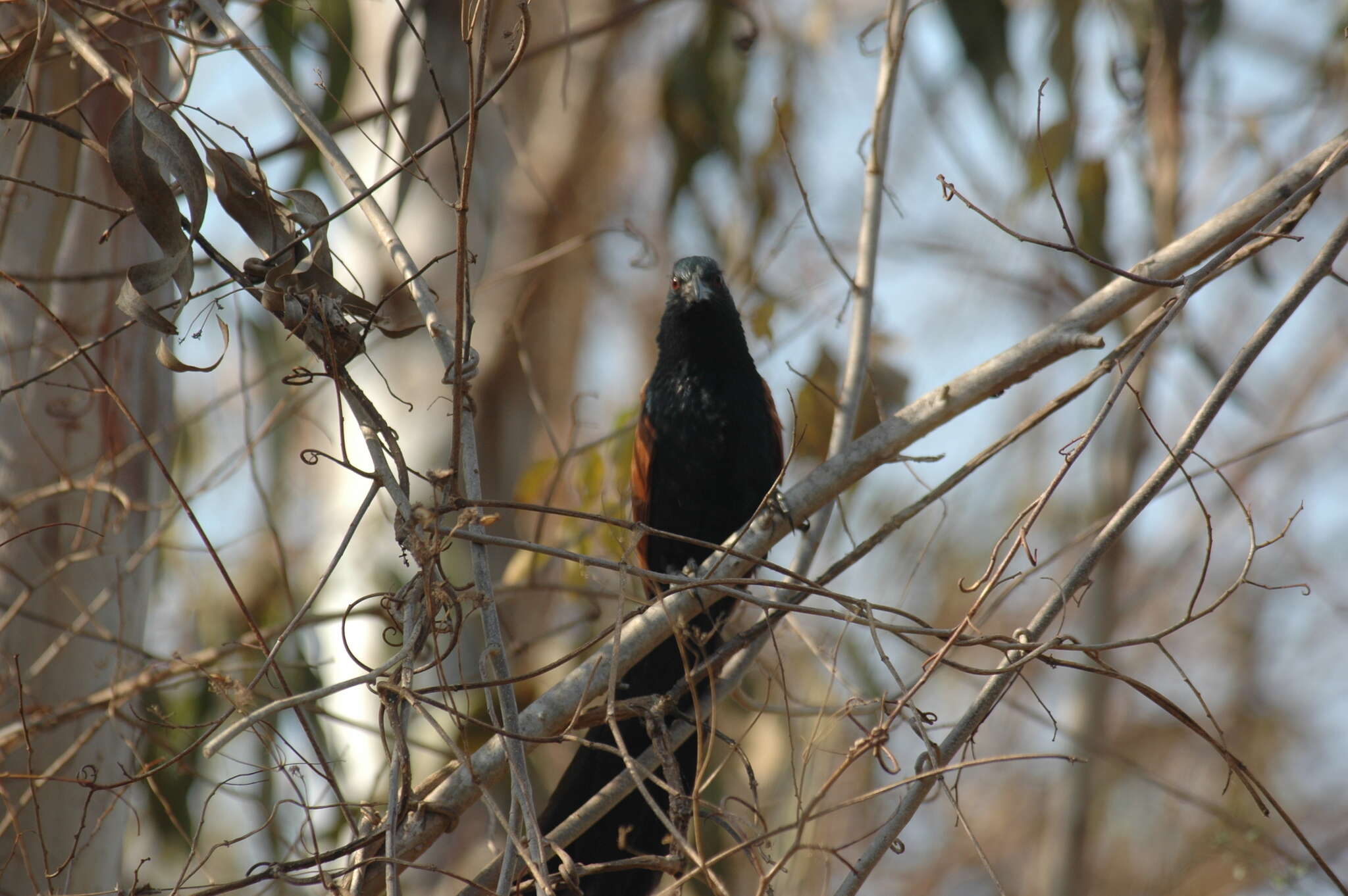 Image of Madagascar Coucal (Madagascar)