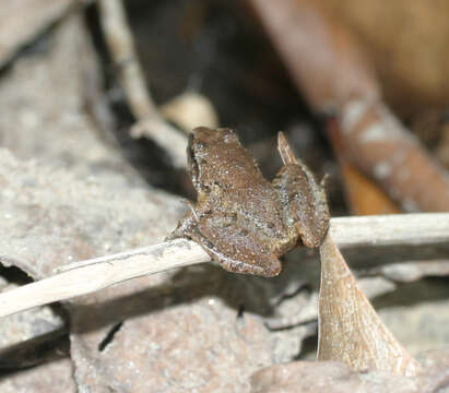 Image of Hasche's Frog