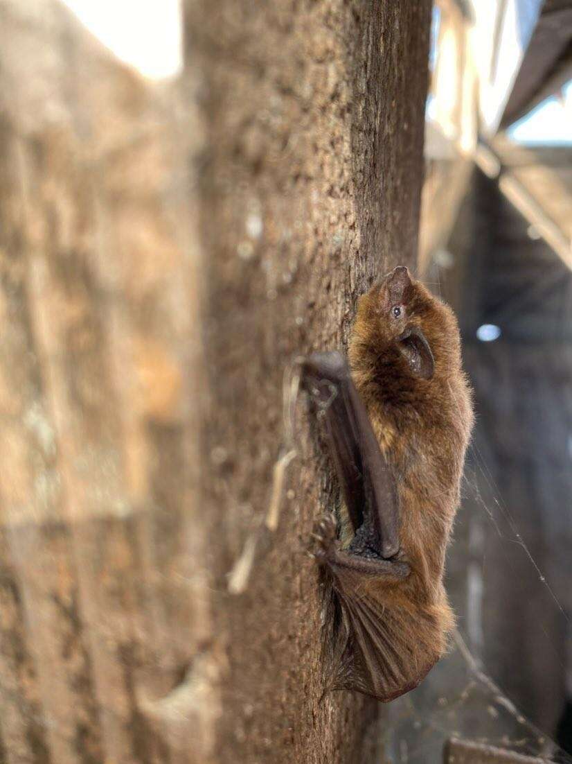 Image of Pipistrellini Tate 1942