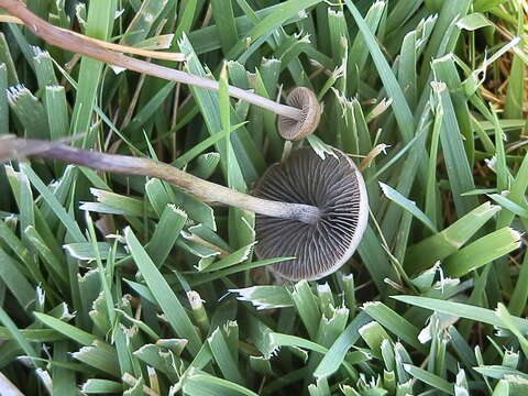 Panaeolus subbalteatus (Berk. & Broome) Sacc. 1887 resmi