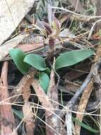 Image of Three-horned bird orchid