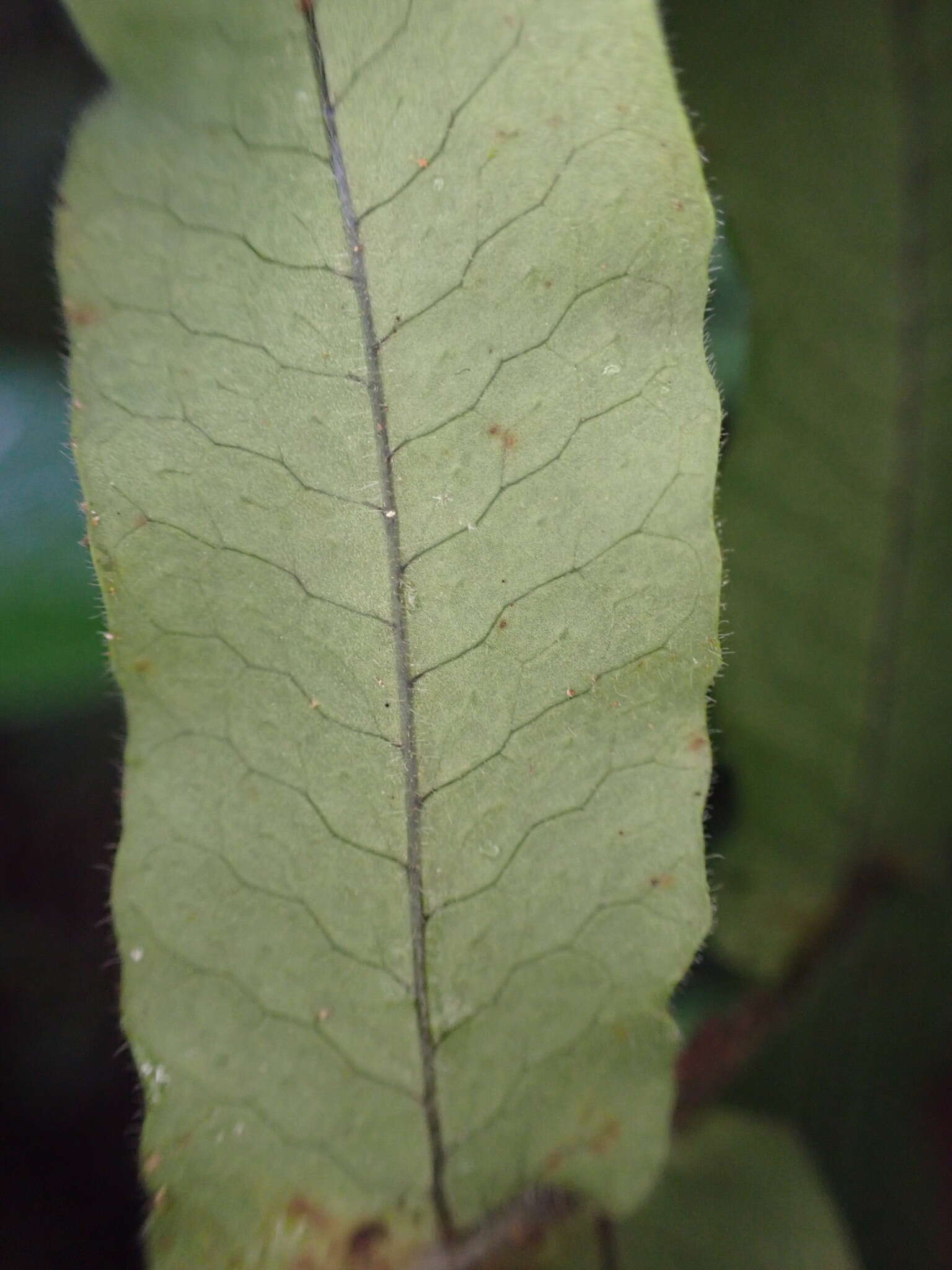 Слика од Serpocaulon dissimile (L.) A. R. Sm.