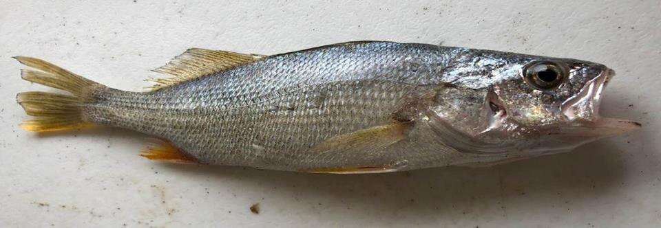 Image of Shortnose stardrum