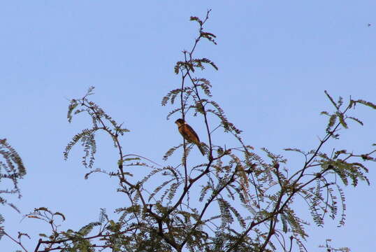 صورة Sporophila torqueola (Bonaparte 1850)