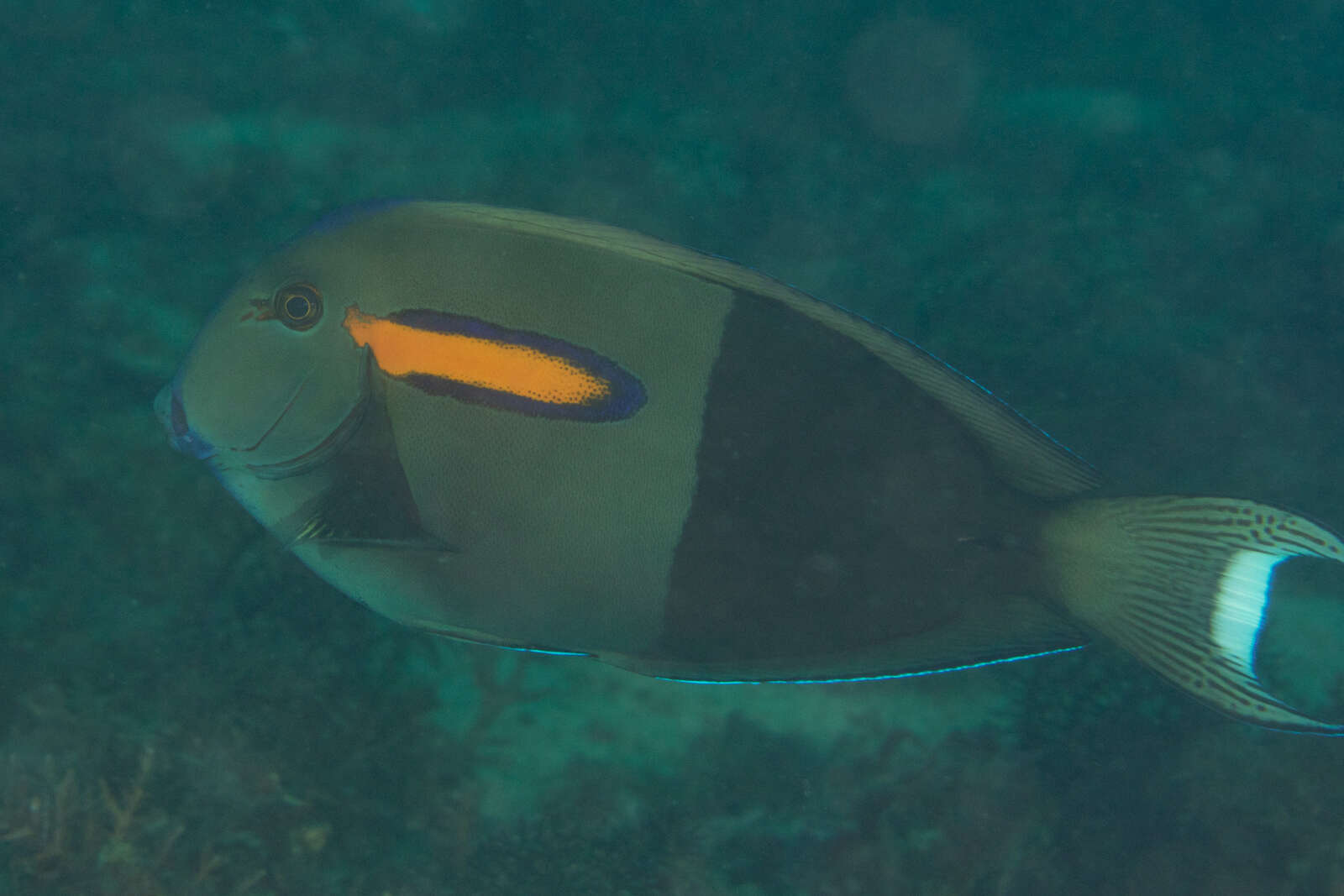 Imagem de Acanthurus olivaceus Bloch & Schneider 1801