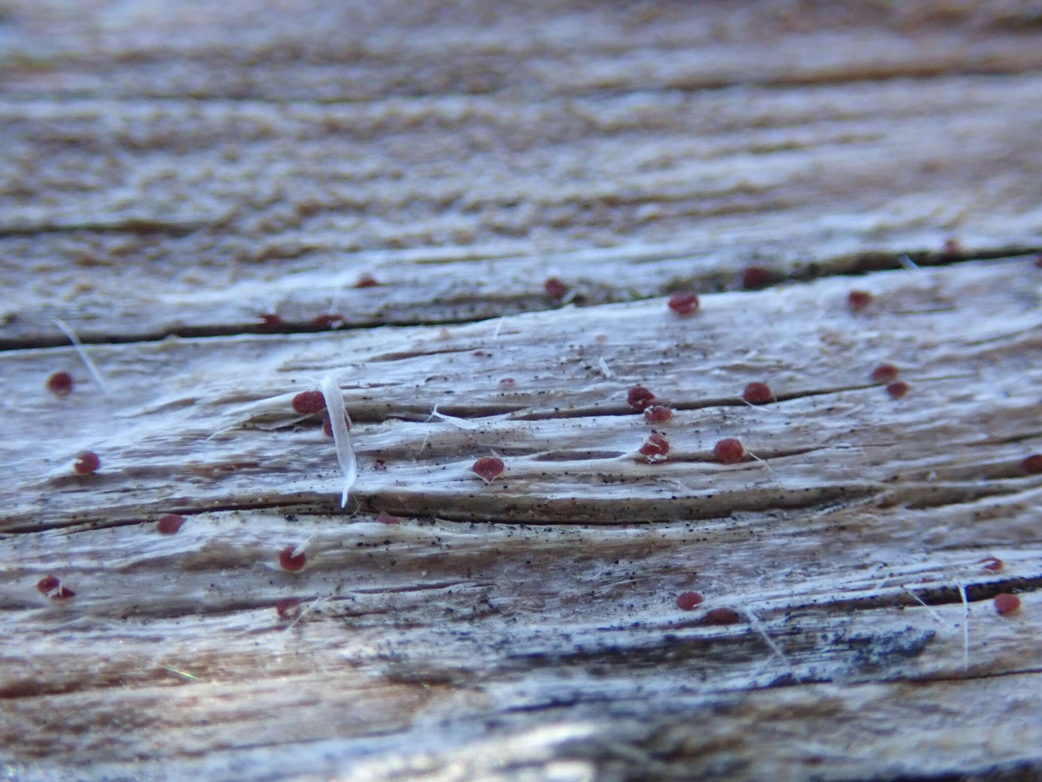 Image of agyrium lichen