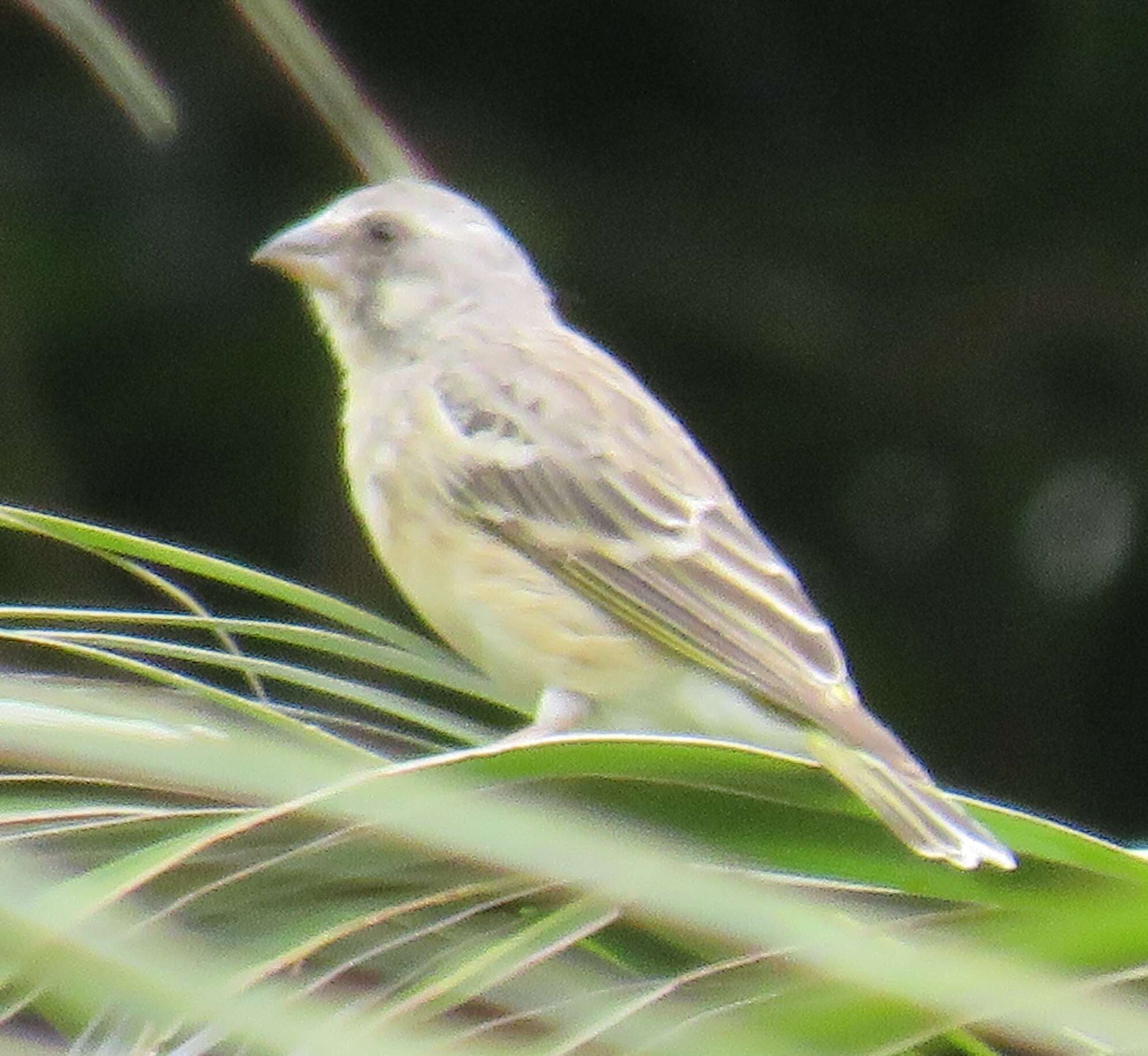 Image of Lemon-breasted Canary
