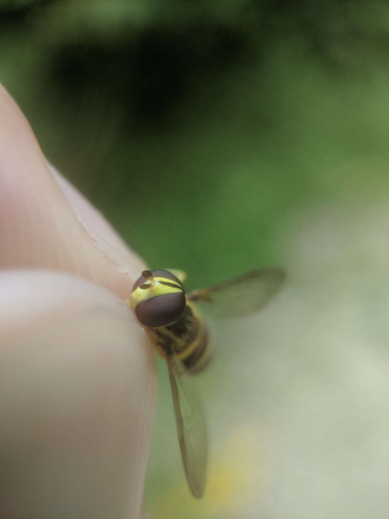 Xanthogramma flavipes (Loew 1863) resmi