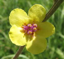 Image of nettle-leaf mullein