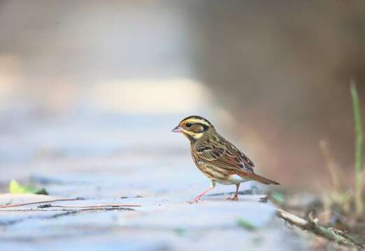 Emberiza tristrami Swinhoe 1870的圖片