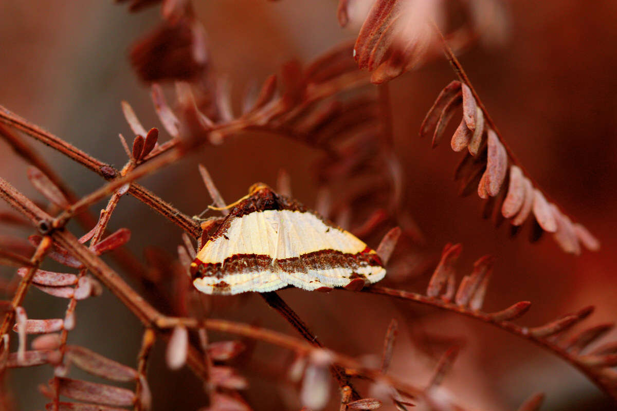 Image of Ligdia batesii Wallengren 1875