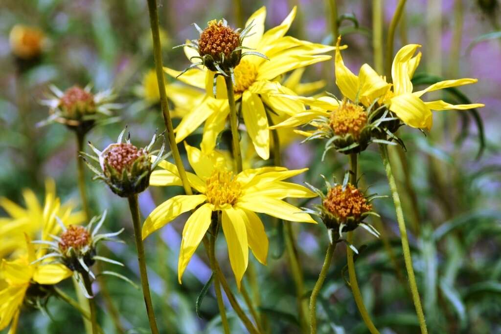 Image of Cusick's sunflower