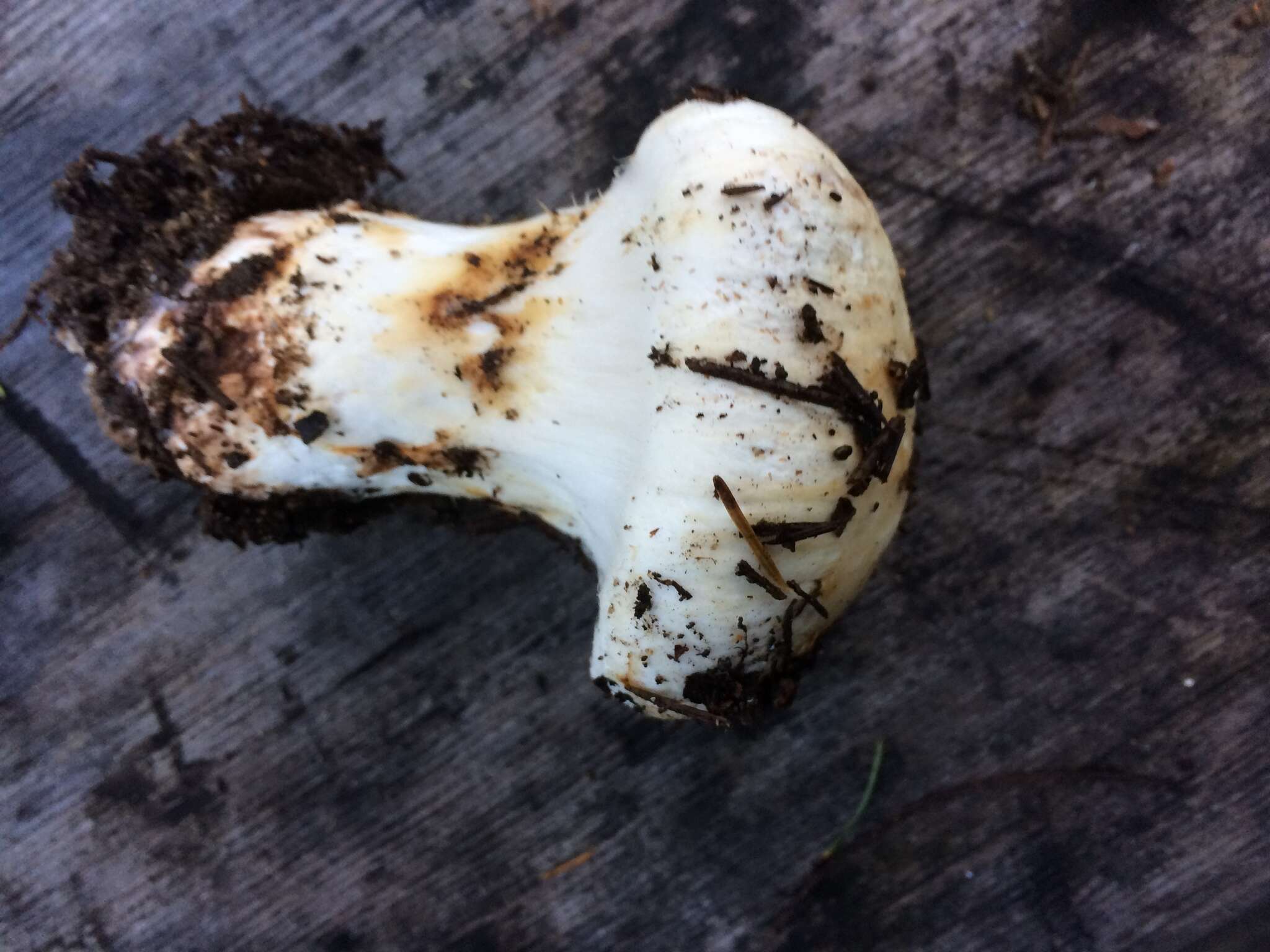 Image of White Matsutake