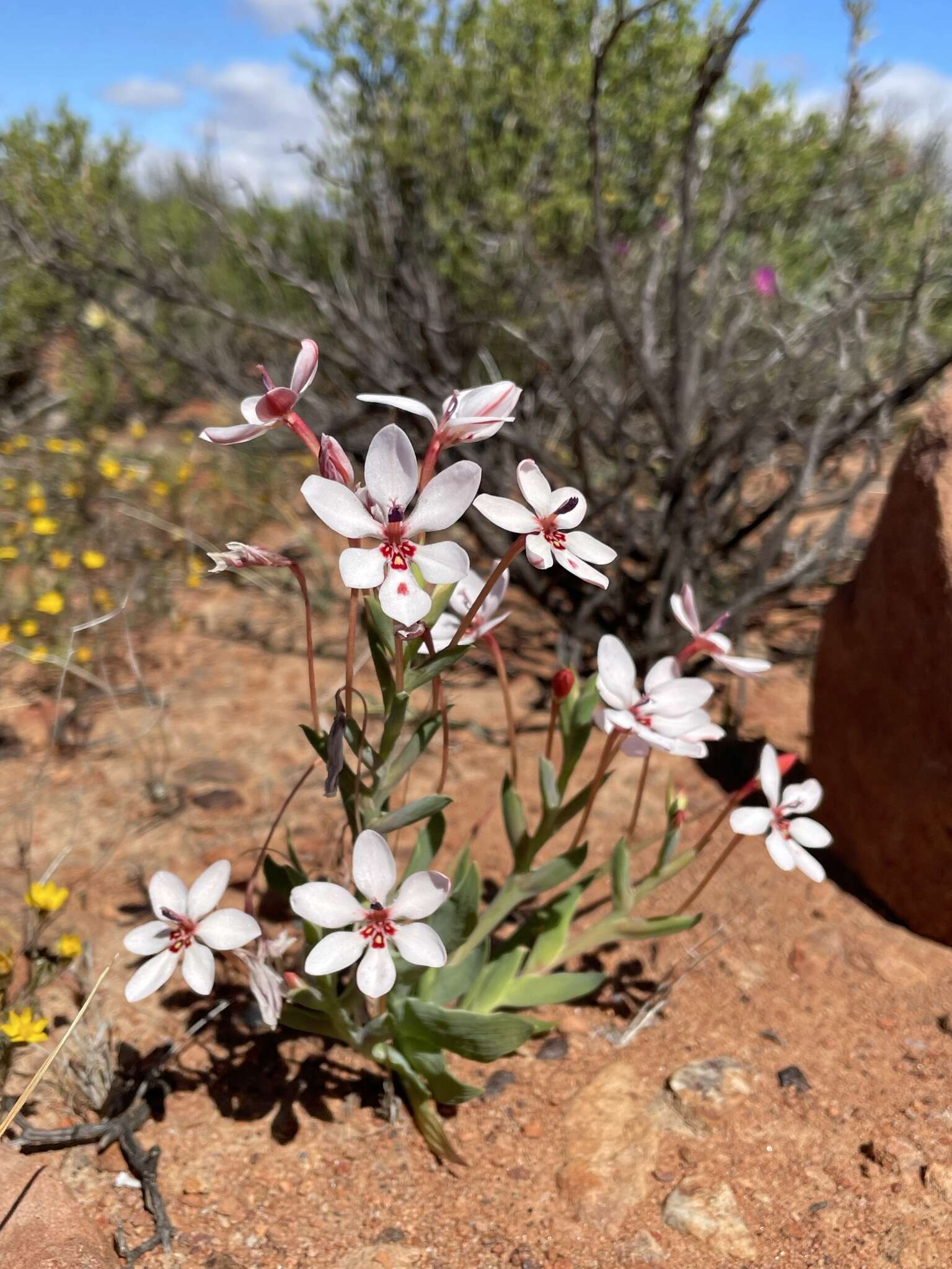 Image of Lapeirousia verecunda Goldblatt