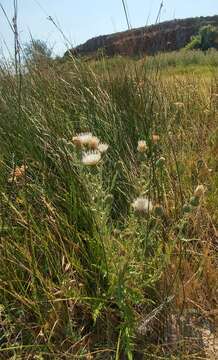 Image of Palouse thistle