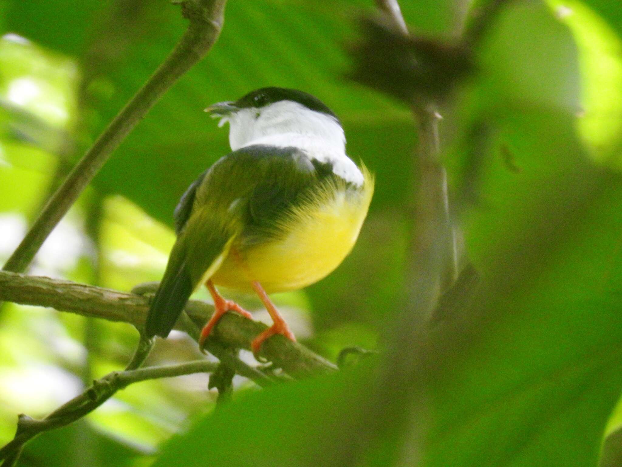 Image of White-collared Manakin