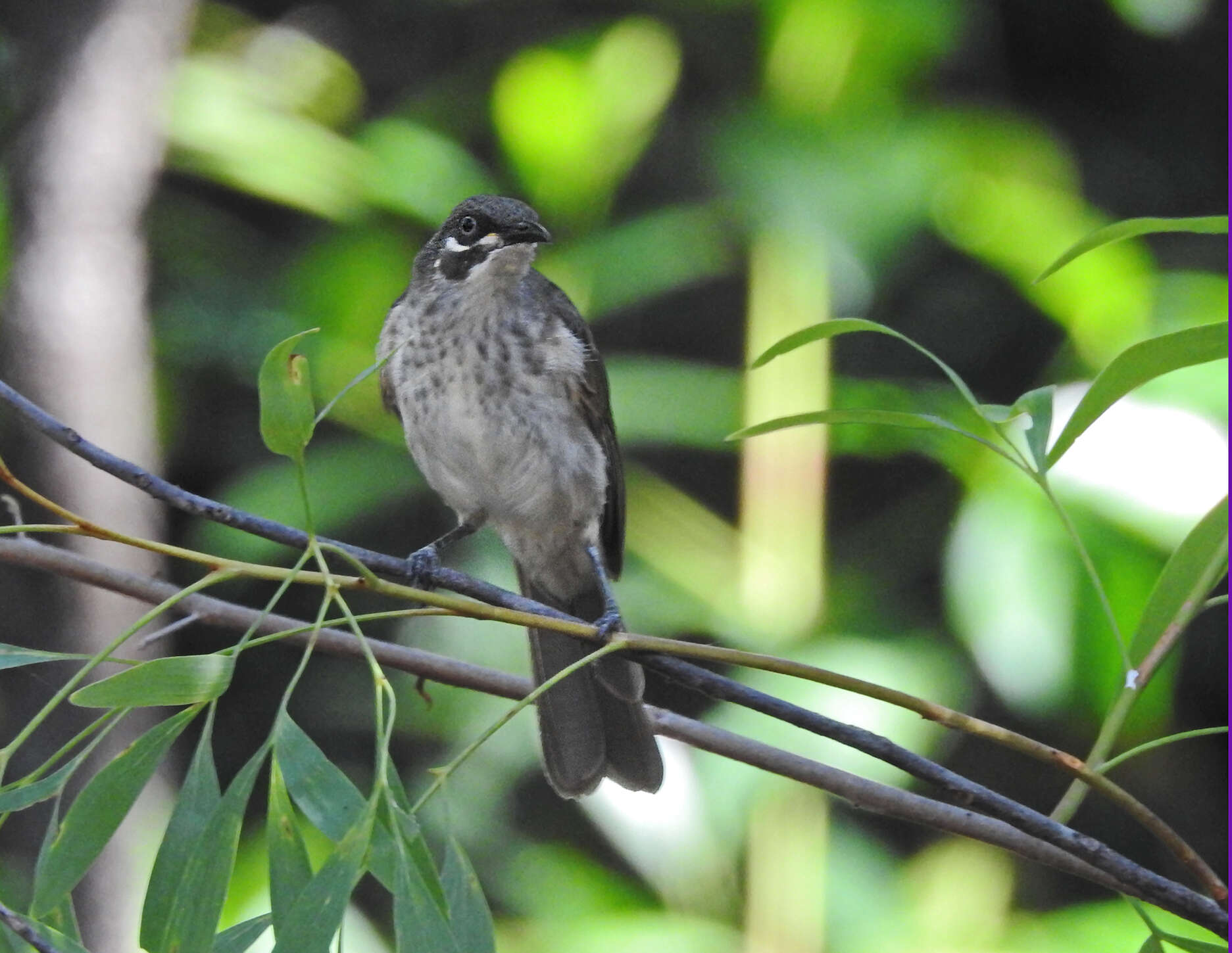 Image of White-lined Honeyeater