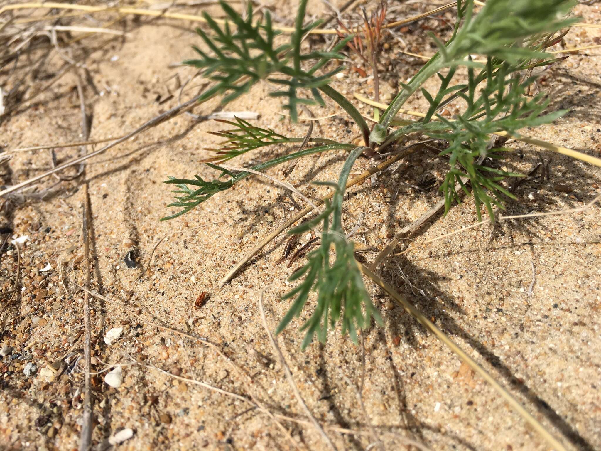 Image of field sagewort