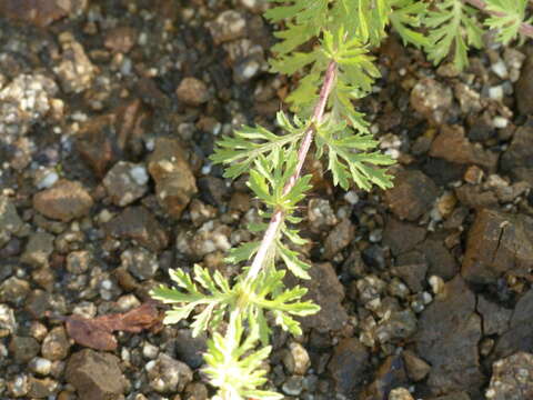 Image of Dyssodia decipiens (Bartl.) M. C. Johnston