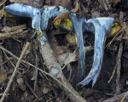 Image of Cyanoboletus