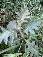 صورة Solanum dasyphyllum Schum. & Thonn.