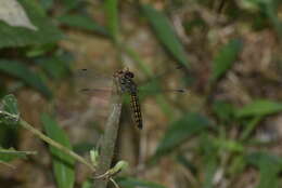 Plancia ëd Lyriothemis acigastra (Selys 1878)