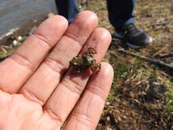 Image of Spotted Chirping Frog