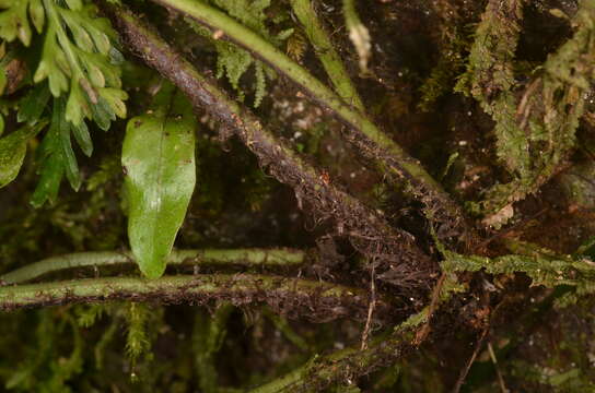 Image de Asplenium ritoense Hayata