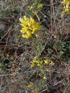 Image of Linaria biebersteinii Besser