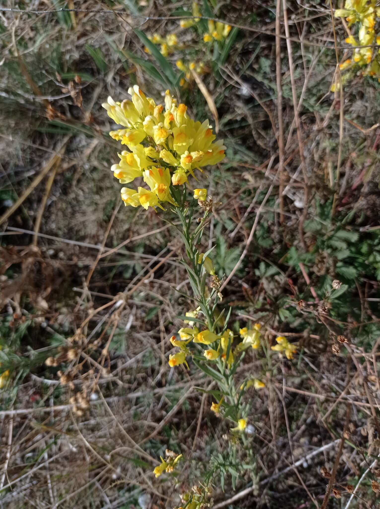 Image de Linaria biebersteinii Besser