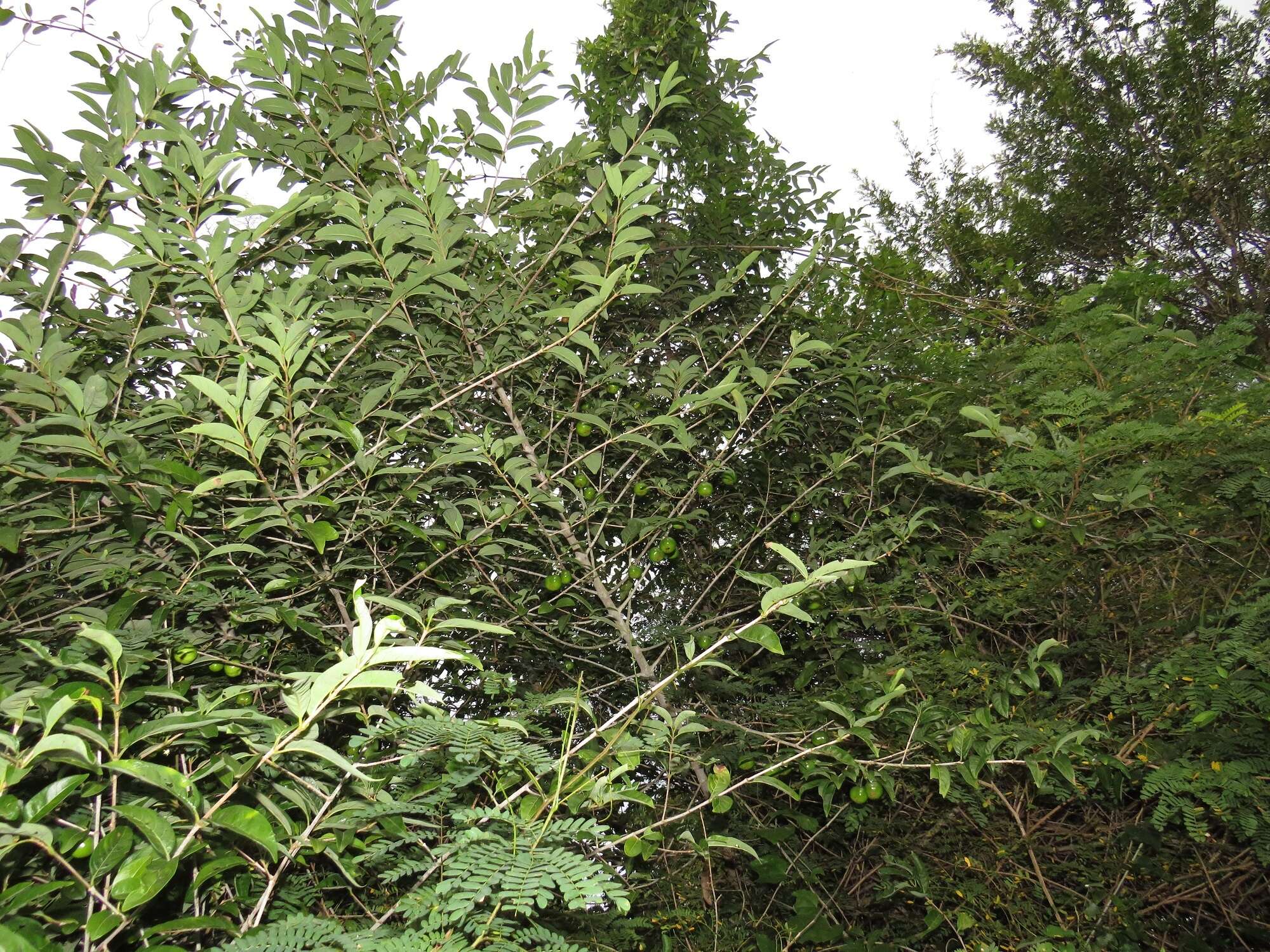 Image of Vangueria randii subsp. chartacea (Robyns) Verdc.