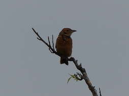 Image of Flappet Lark