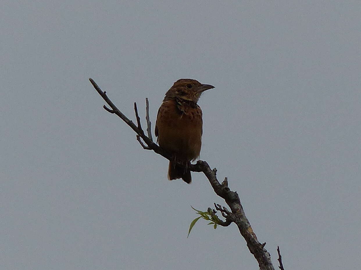 Image of Flappet Lark