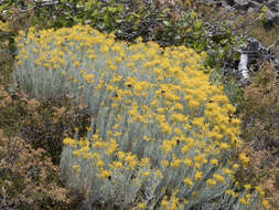 Image of Ericameria nauseosa var. speciosa (Nutt.) G. L. Nesom & G. I. Baird