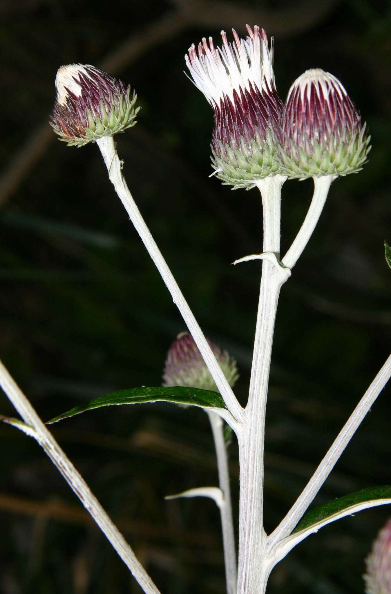 Image de Ptilostemon greuteri Raimondo & Domina