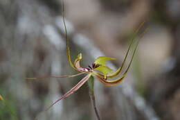 Image of Fringed mantis orchid