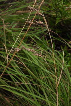 Plancia ëd Cymbopogon tortilis (J. Presl) A. Camus