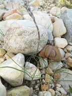 Image of Haworthia nortieri G. G. Sm.